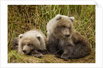 Brown Bear Spring Cubs, Katmai National Park, Alaska by Anonymous