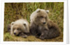 Brown Bear Spring Cubs, Katmai National Park, Alaska by Anonymous