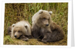 Brown Bear Spring Cubs, Katmai National Park, Alaska by Anonymous