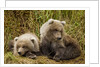 Brown Bear Spring Cubs, Katmai National Park, Alaska by Anonymous