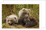 Brown Bear Spring Cubs, Katmai National Park, Alaska by Anonymous