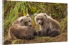 Brown Bear Spring Cubs, Katmai National Park, Alaska by Anonymous