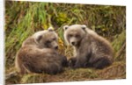Brown Bear Spring Cubs, Katmai National Park, Alaska by Anonymous