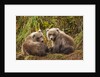 Brown Bear Spring Cubs, Katmai National Park, Alaska by Anonymous