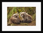 Brown Bear Spring Cubs, Katmai National Park, Alaska by Anonymous