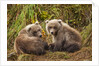 Brown Bear Spring Cubs, Katmai National Park, Alaska by Anonymous