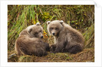 Brown Bear Spring Cubs, Katmai National Park, Alaska by Anonymous