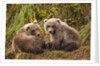 Brown Bear Spring Cubs, Katmai National Park, Alaska by Anonymous