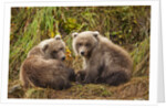 Brown Bear Spring Cubs, Katmai National Park, Alaska by Anonymous