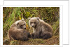 Brown Bear Spring Cubs, Katmai National Park, Alaska by Anonymous