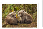 Brown Bear Spring Cubs, Katmai National Park, Alaska by Anonymous