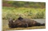 Resting Brown Bear, Katmai National Park, Alaska by Anonymous