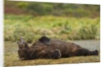Resting Brown Bear, Katmai National Park, Alaska by Anonymous