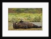 Resting Brown Bear, Katmai National Park, Alaska by Anonymous