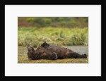 Resting Brown Bear, Katmai National Park, Alaska by Anonymous