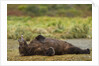 Resting Brown Bear, Katmai National Park, Alaska by Anonymous