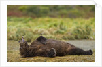 Resting Brown Bear, Katmai National Park, Alaska by Anonymous