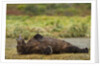 Resting Brown Bear, Katmai National Park, Alaska by Anonymous