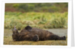 Resting Brown Bear, Katmai National Park, Alaska by Anonymous