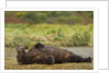 Resting Brown Bear, Katmai National Park, Alaska by Anonymous