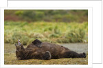 Resting Brown Bear, Katmai National Park, Alaska by Anonymous