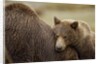 Brown Bear Cub and Sow, Katmai National Park, Alaska by Anonymous