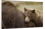 Brown Bear Cub and Sow, Katmai National Park, Alaska by Anonymous