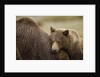 Brown Bear Cub and Sow, Katmai National Park, Alaska by Anonymous