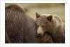 Brown Bear Cub and Sow, Katmai National Park, Alaska by Anonymous