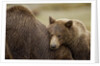 Brown Bear Cub and Sow, Katmai National Park, Alaska by Anonymous