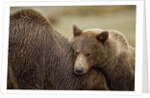 Brown Bear Cub and Sow, Katmai National Park, Alaska by Anonymous
