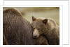 Brown Bear Cub and Sow, Katmai National Park, Alaska by Anonymous