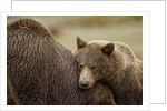 Brown Bear Cub and Sow, Katmai National Park, Alaska by Anonymous
