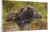 Brown Bear Sow and Cubs, Katmai National Park, Alaska by Anonymous
