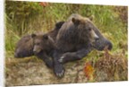 Brown Bear Sow and Cubs, Katmai National Park, Alaska by Anonymous