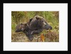 Brown Bear Sow and Cubs, Katmai National Park, Alaska by Anonymous