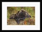 Brown Bear Sow and Cubs, Katmai National Park, Alaska by Anonymous