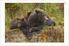Brown Bear Sow and Cubs, Katmai National Park, Alaska by Anonymous