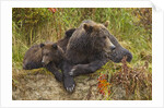 Brown Bear Sow and Cubs, Katmai National Park, Alaska by Anonymous