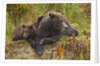 Brown Bear Sow and Cubs, Katmai National Park, Alaska by Anonymous