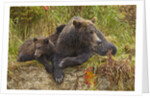 Brown Bear Sow and Cubs, Katmai National Park, Alaska by Anonymous