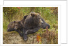 Brown Bear Sow and Cubs, Katmai National Park, Alaska by Anonymous