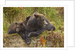 Brown Bear Sow and Cubs, Katmai National Park, Alaska by Anonymous