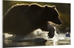 Fishing Brown Bear, Katmai National Park, Alaska by Anonymous