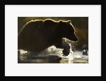 Fishing Brown Bear, Katmai National Park, Alaska by Anonymous