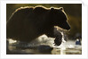 Fishing Brown Bear, Katmai National Park, Alaska by Anonymous