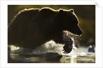 Fishing Brown Bear, Katmai National Park, Alaska by Anonymous