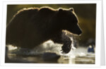 Fishing Brown Bear, Katmai National Park, Alaska by Anonymous
