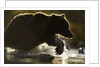 Fishing Brown Bear, Katmai National Park, Alaska by Anonymous