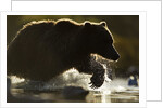 Fishing Brown Bear, Katmai National Park, Alaska by Anonymous